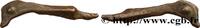 Classique 1 (480 à 400 avant J.C.) Dauphin SARMATIE - OLBIA Olbia, Thrace c. 500-400 AC. (33,5mm, 1,63g, h) -