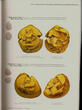 MYRMEKION HOARDS OF ANCIENT COINS HERMITAGE MUSEUM NEW