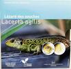 Luxemburg 5 Euro Zauneidechse - Fauna und Flora Luxemburgs -