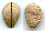Weltmünzen Ancient bone cowrie-coin (no teeth/holes), W.Zhou, 1046-771 BC, China (Schjoth#A -