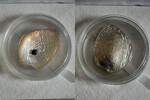 Palau-Inseln 5 Dollars Palau, silver, convex hologram, shell shape, blue pearl, box/coa, haliotis iris -