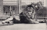 Logabirum/Leer Ansichtskarte/Postkarte/Ostfriesischer Zoo und Vergnügungspark/Löwe -