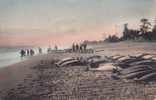 Japan Ansichtskarte / Postkarte / Fischfang -
