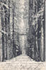 Eutin Ansichtskarte / Postkarte / Eutin / Allee im Schlossgarten. -