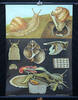 Bundesrepublik Deutschland Schulwandkarte / Schul Lehrtafel / Rollbild Karte / Biologie / Weinbergschnecke -