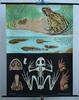 Bundesrepublik Deutschland 1966 Schulwandkarte / Rollbild Karte / Lehrtafel / Biologie / Brauner Grasfrosch 2