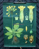 Bundesrepublik Deutschland um 1960 Schulwandkarte / Rollbild Karte / Lehrtafel / Biologie / Schlüsselblume / ... 2-3