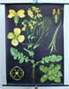 Bundesrepublik Deutschland um 1961 Schulwandkarte / Rollbild Karte / Lehrtafel / Biologie / Raps / Brassica napus 1-2