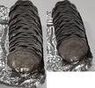 World Coins 1977 Seychelles 5 Cent Aluminum FAO Coins - Roll of 25 BU Coins -