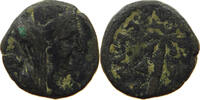 AE  ANCIENT PALM S
