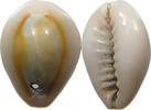 CHINA  Cowry shell money SS+ 16,00 EUR  + 5,99 EUR frais d'envoi