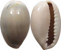 CHINA  Cowry shell money VZ 16,00 EUR  + 5,99 EUR frais d'envoi
