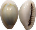 CHINA  Cowry shell money VZ 16,00 EUR  + 5,99 EUR frais d'envoi