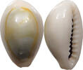 CHINA  Cowry shell money VZ 16,00 EUR  + 5,99 EUR frais d'envoi