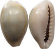 CHINA  Cowry shell money VZ 16,00 EUR  + 5,99 EUR frais d'envoi