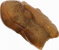 Europa, Afrika Bernstein - Gold des Nordens -