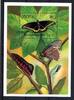 Nevis Nevis Block 64 postfrisch Schmetterling MiNr. Block 64 postfrisch Schmetterling -