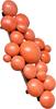 Natural Coral (rich salmon/orange-pink color with natural growth lines and uniqu -