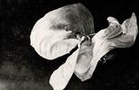 France 75 - PARIS - MUSEE RODIN - LOÏE FULLER - PHOTOGRAPHIE TABER - TIRAGE ARGENTIQUE - 1900 -
