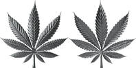 Liberia 10 Dollars CANNABIS LEAVES 1 Oz Silver Coin 10$ Liberia 2026 -