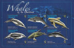 Unbekannt Dominica 2010 ** - Wale -