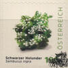 Österreich Österreich 2025 o - € 1,90 BM Schwarzer Holunder - Sambucus nigra -
